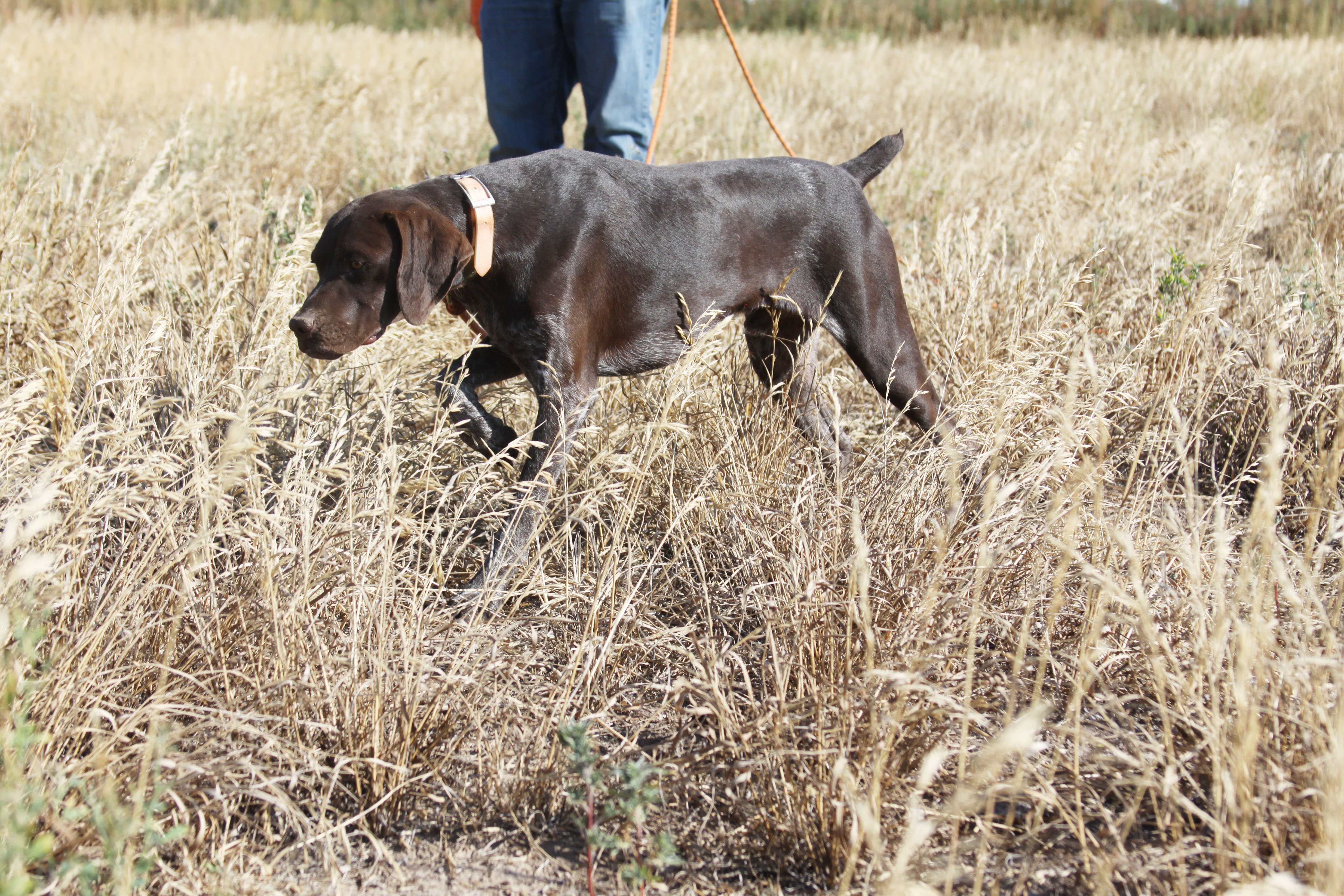 Liver-Roan-Male-1