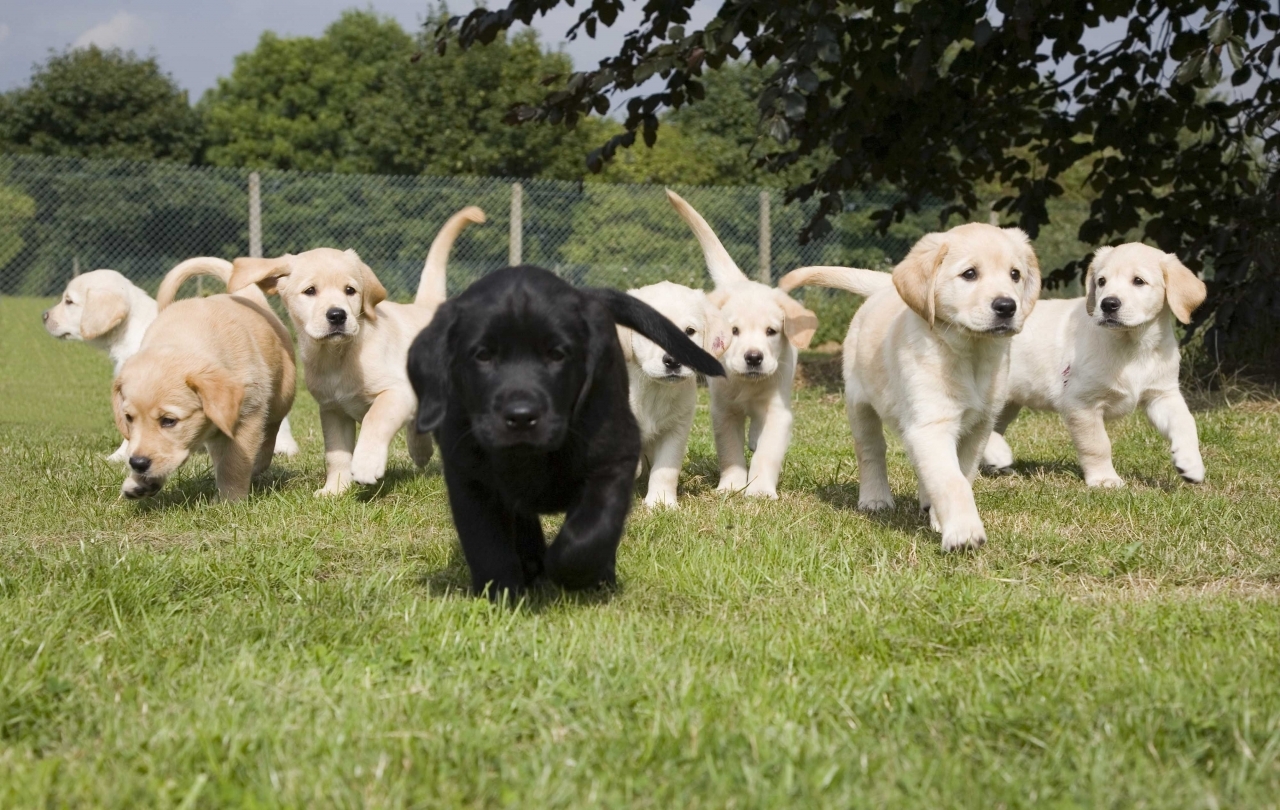 labs