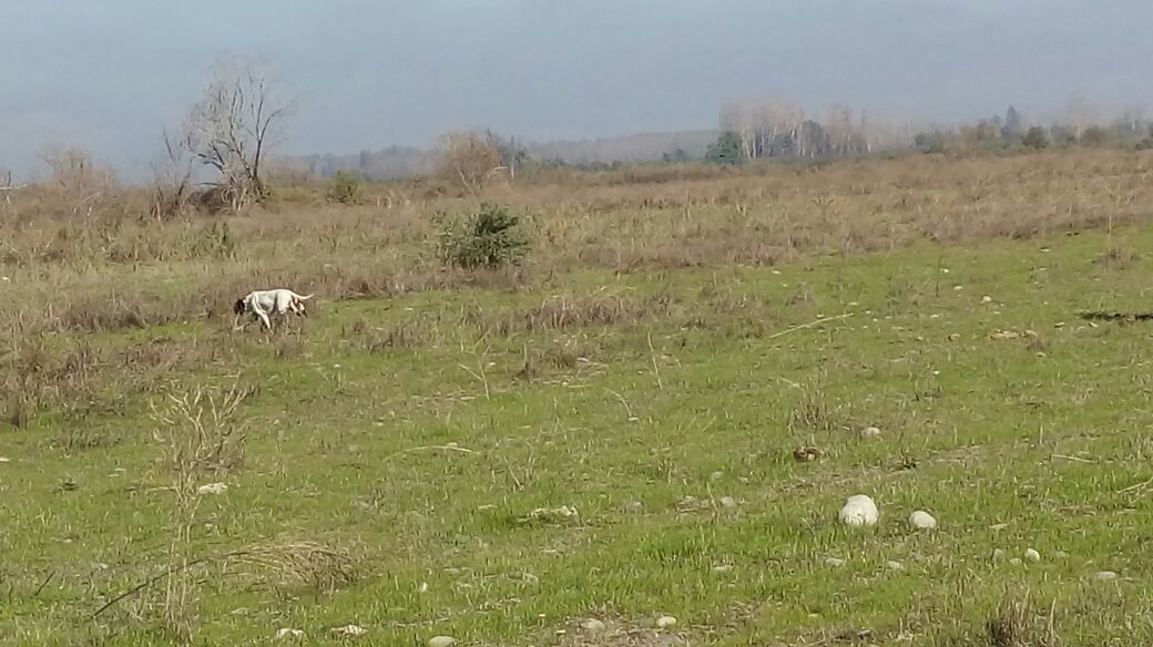 Pointer
