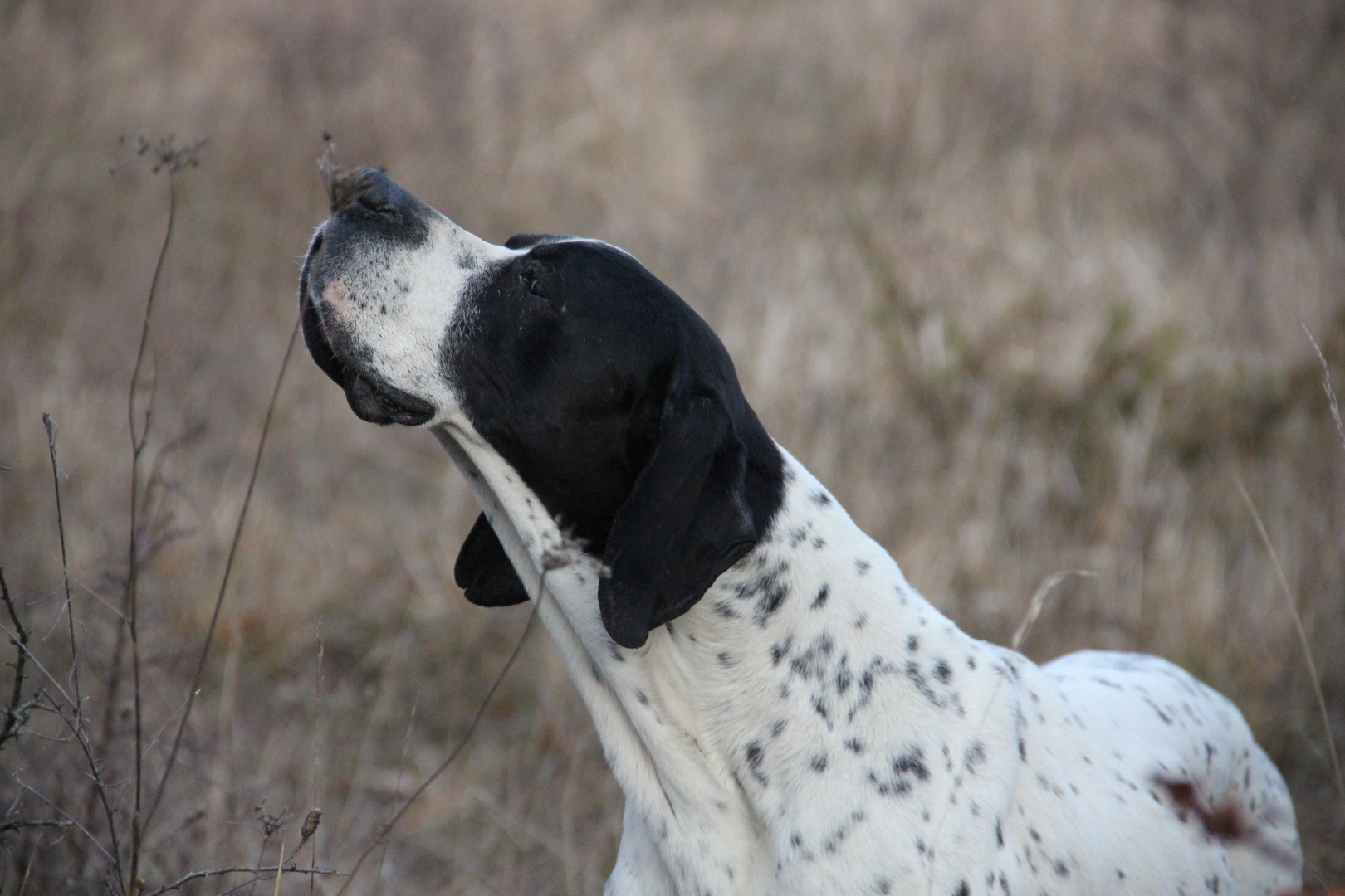 Pointer