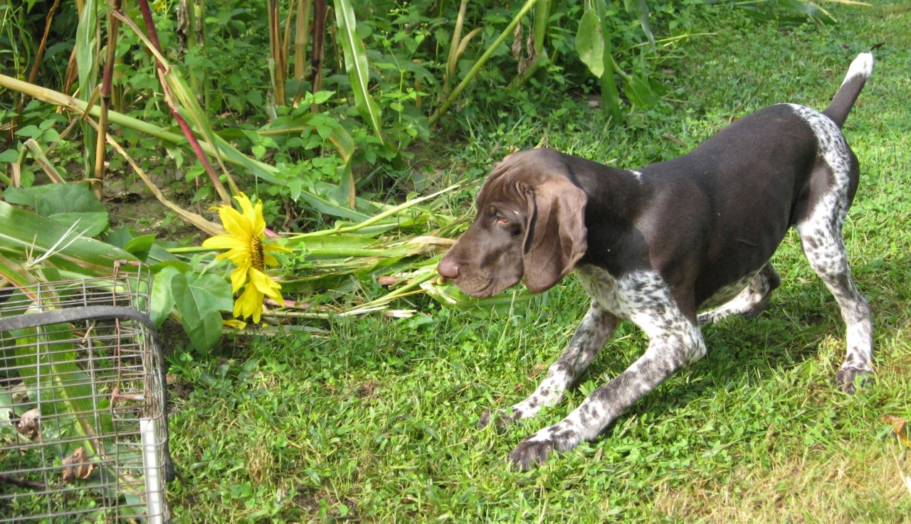 GSP pup on bird