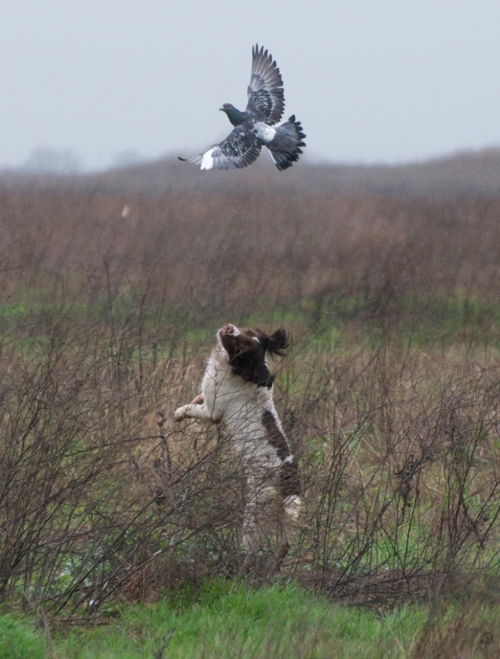 Spaniel-Flush-Pigeon