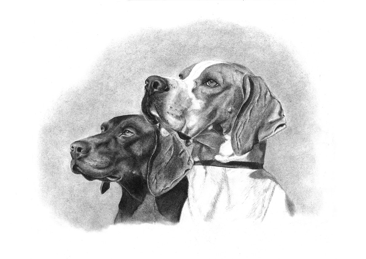 pointer-braco