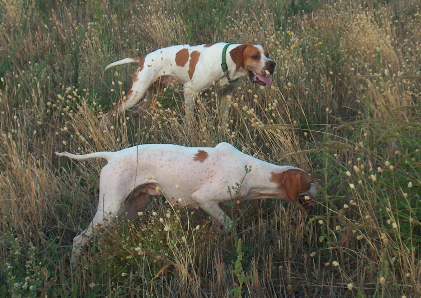 cani caccia pionter in ferma