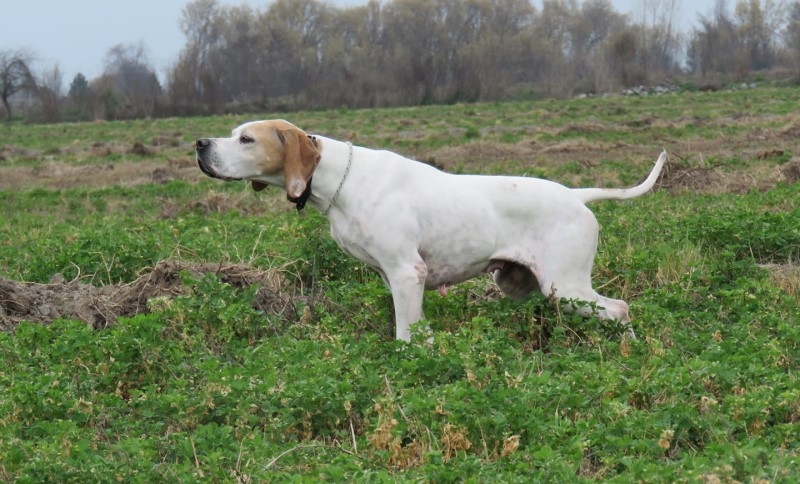 ninfa
