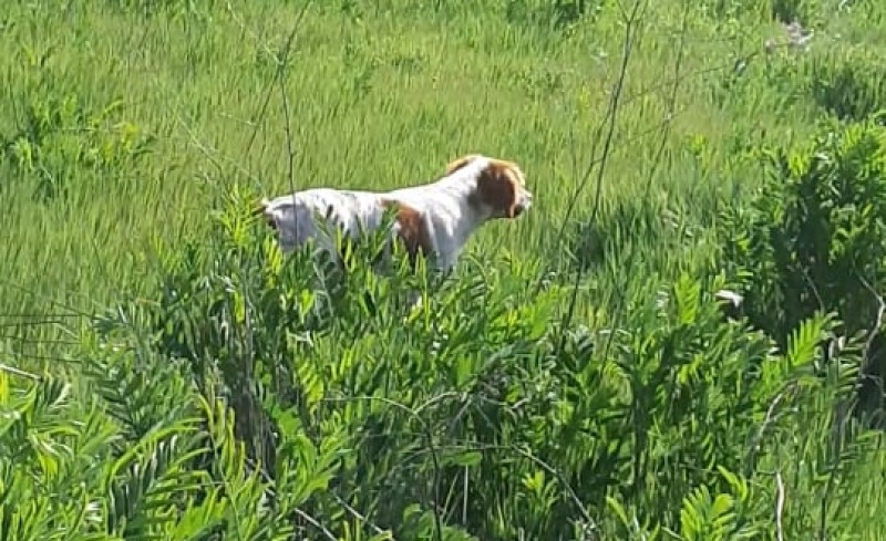 pipa