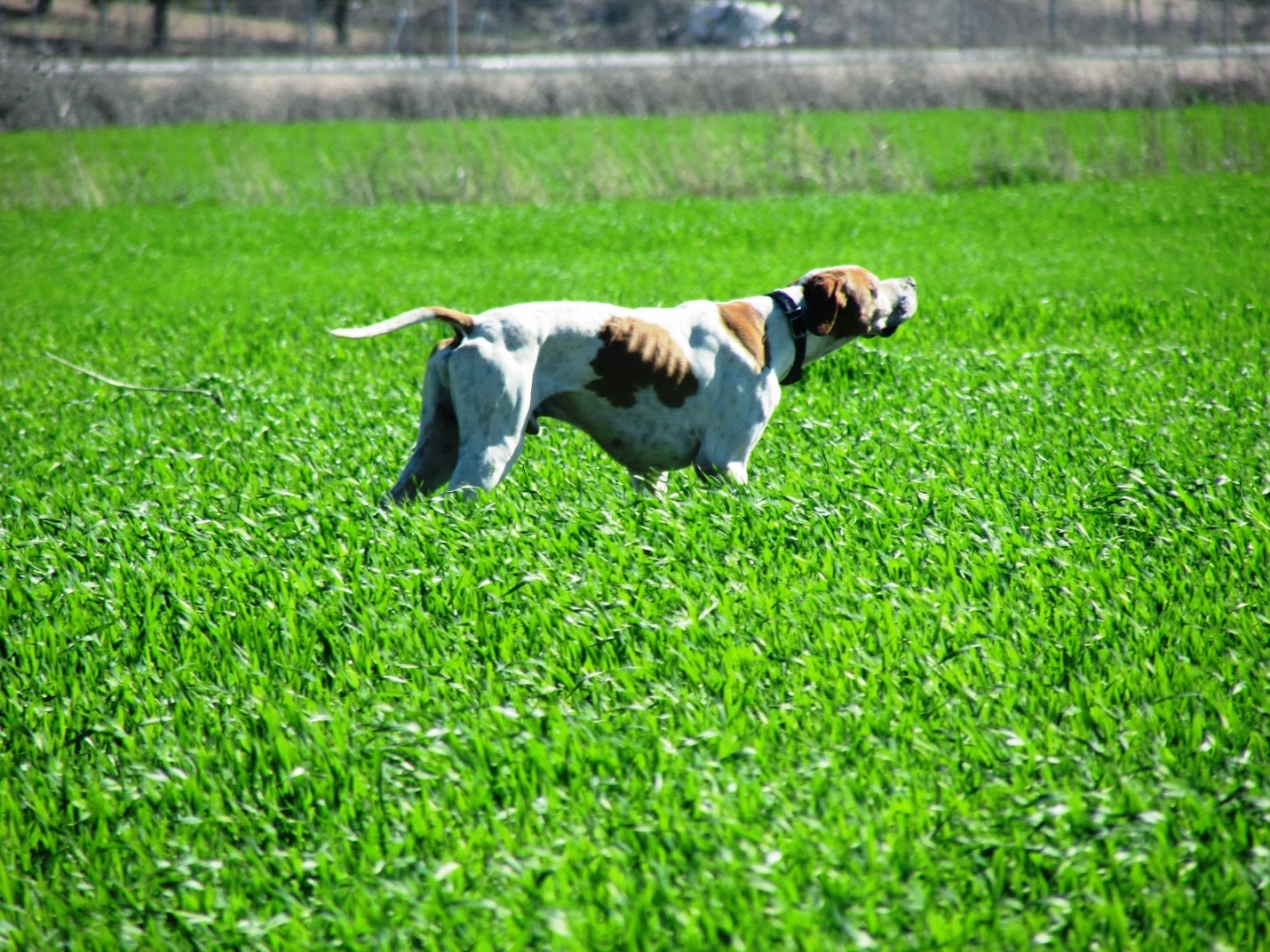 Athos en muestra a perdiz