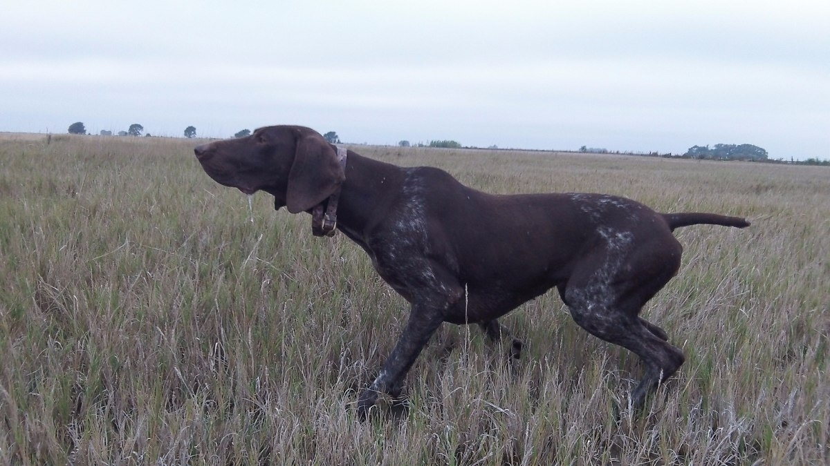 perros-de-caza-D_NQ_NP_837221-MLA20747024168_062016-F