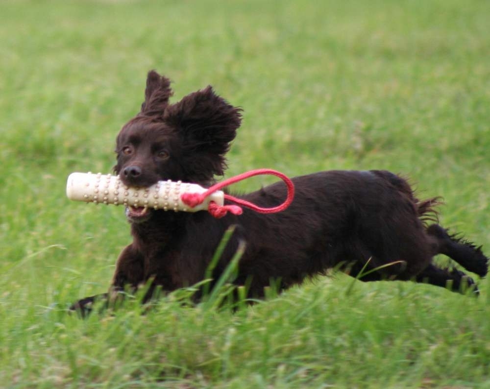 gundog-training-courses1