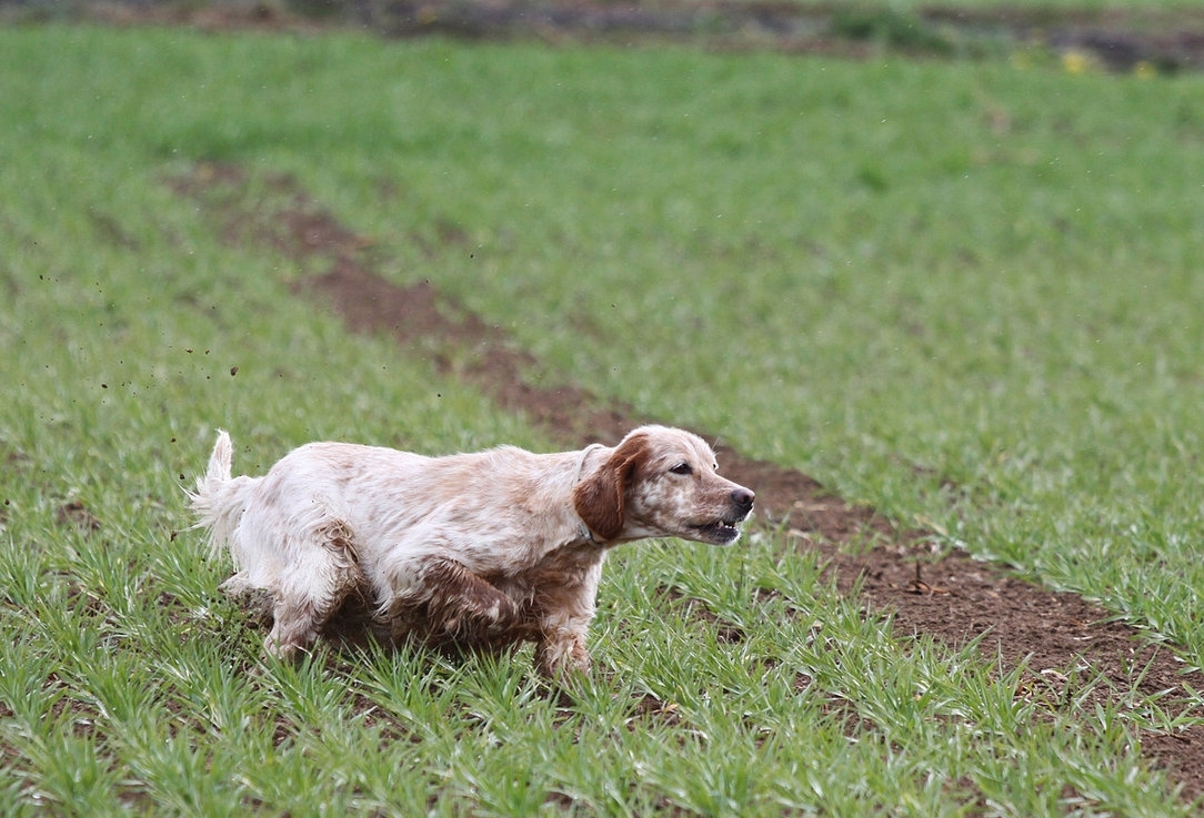 pointing_setter_by_greedy_peri-d4y9v7h