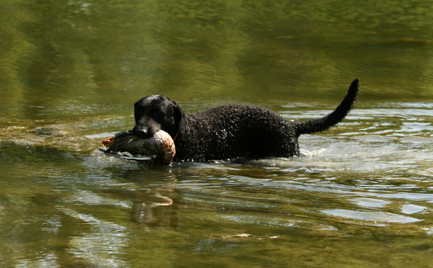 Curly Coated Retriever: Una rareza hoy