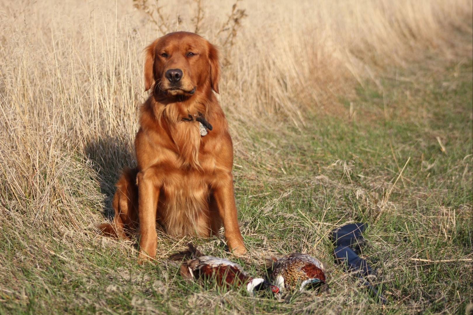 Golden Retriever luego de una salida a los faisanes