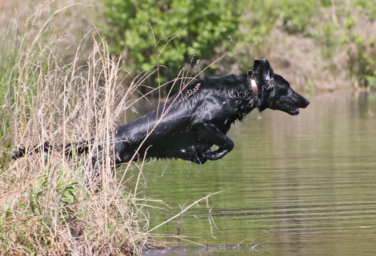 La intensidad también está presente en los Flat Coated Retrievers