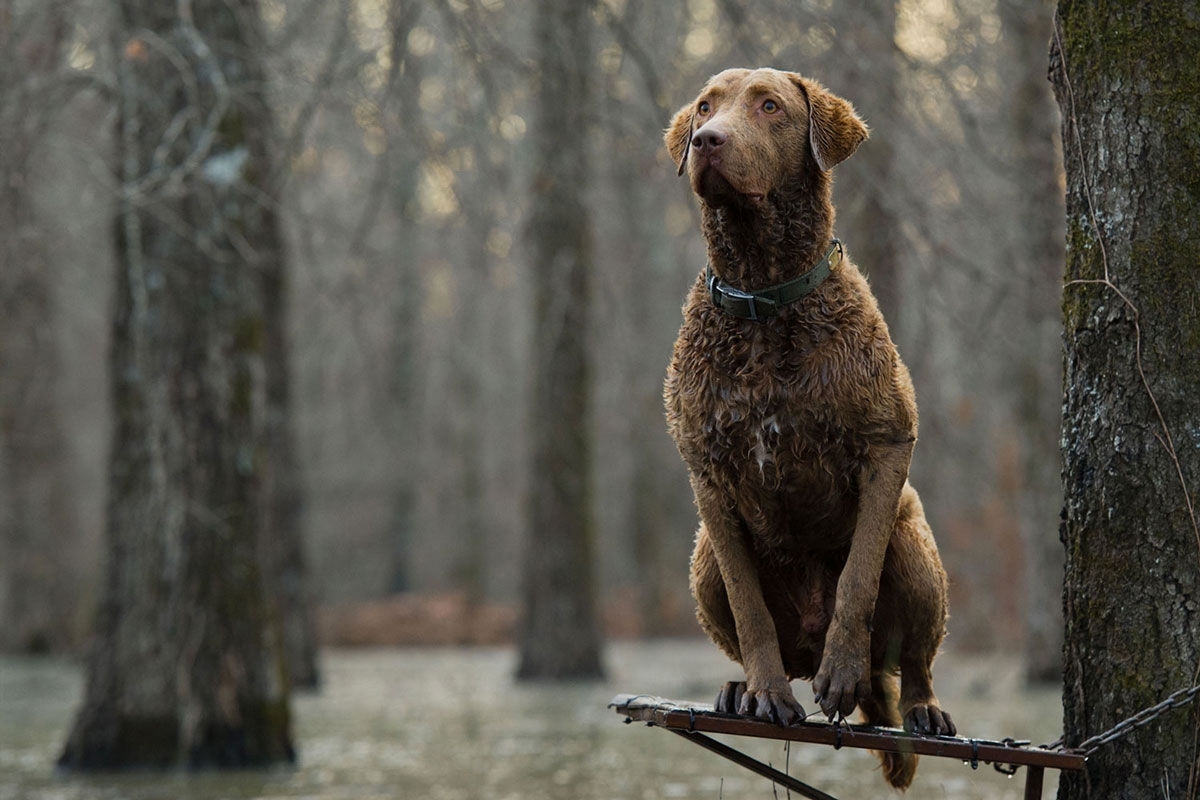 La concentración de un Chesapeake Bay Retriever en la espera