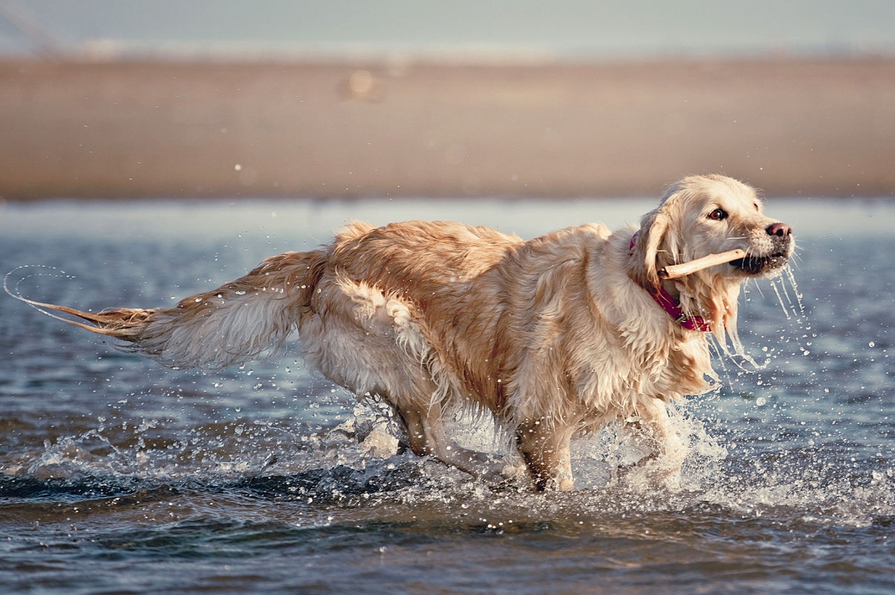 Un Golden Retriever bien claro - color escaso