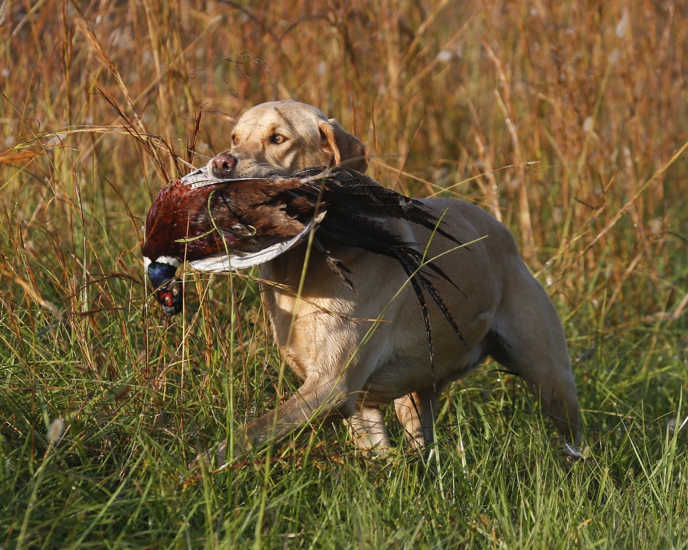 Labrador con Faisán
