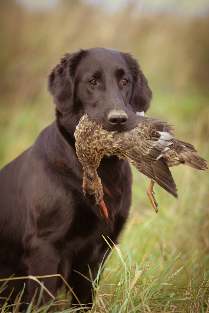 Un bello Flat Coated Retriever café