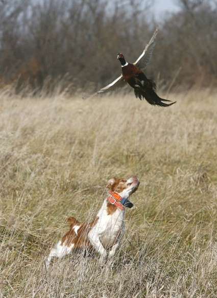 dogpheasant_thumb