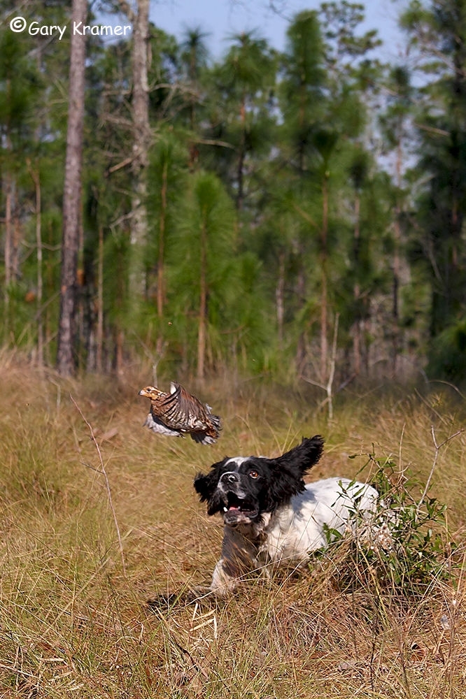 Cocker Spaniel