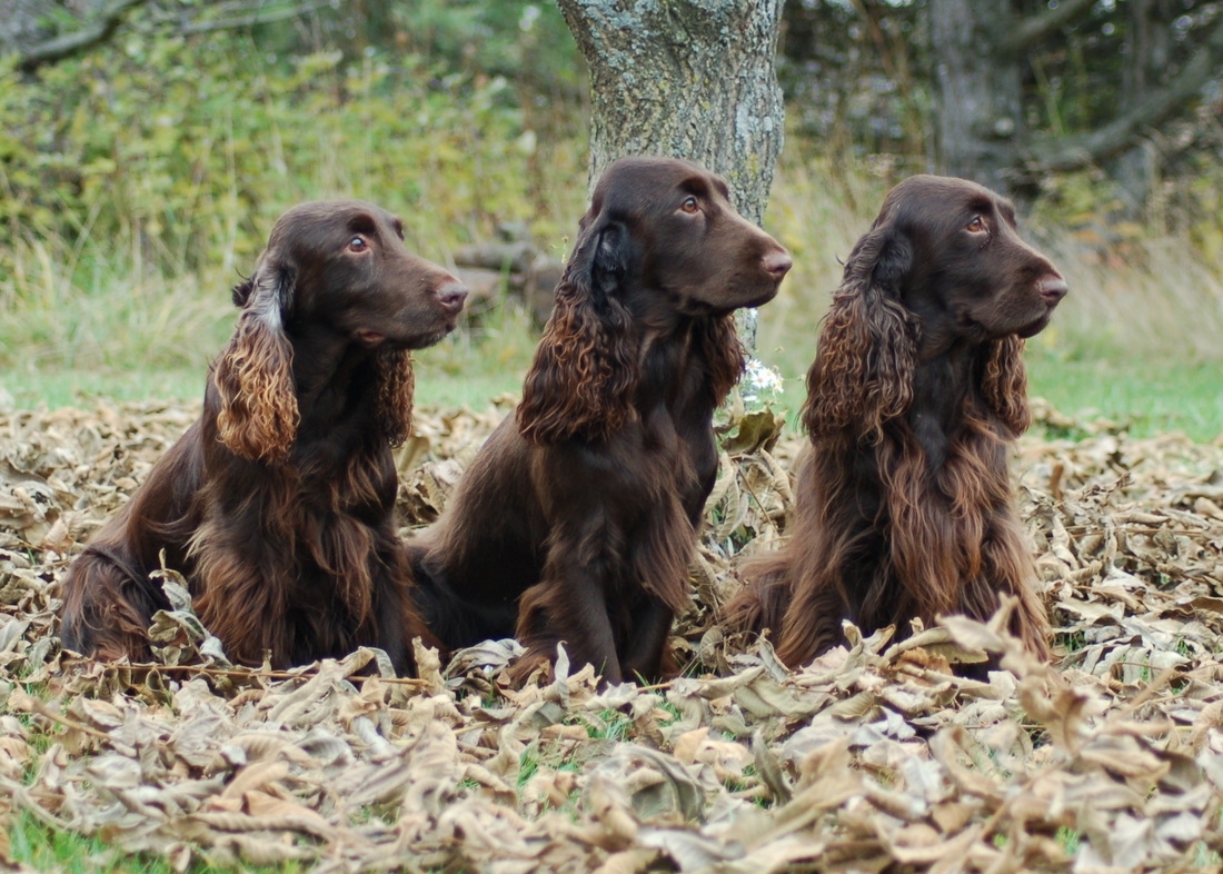 Cocker Spaniel