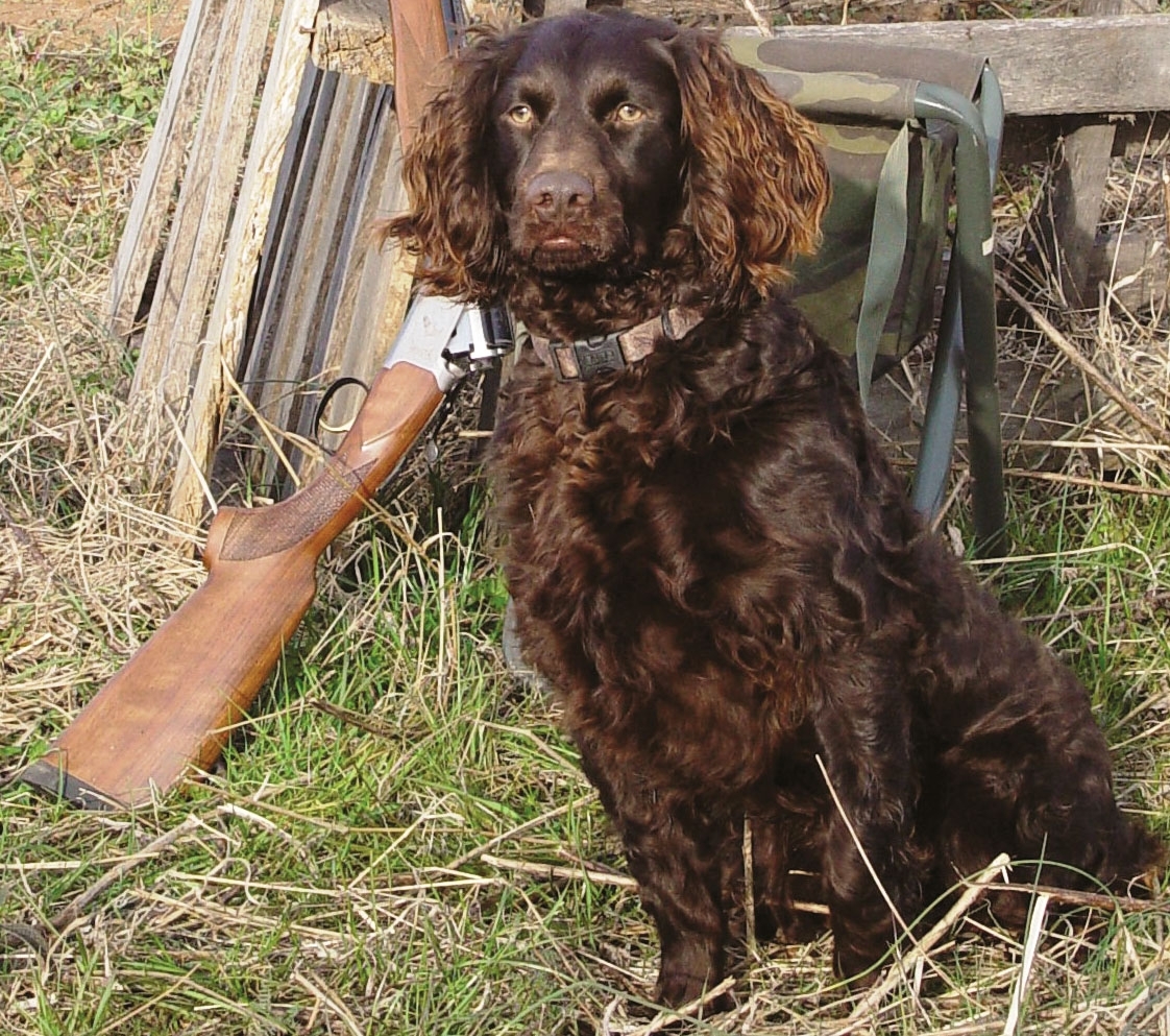 Boykin Spaniel