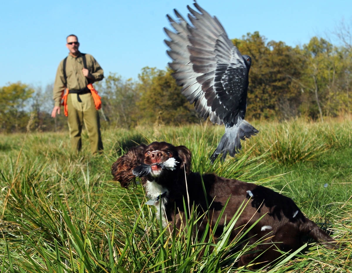 Cocker Spaniel
