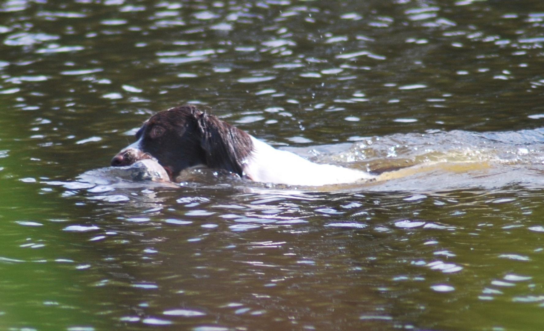 Springer Spaniel