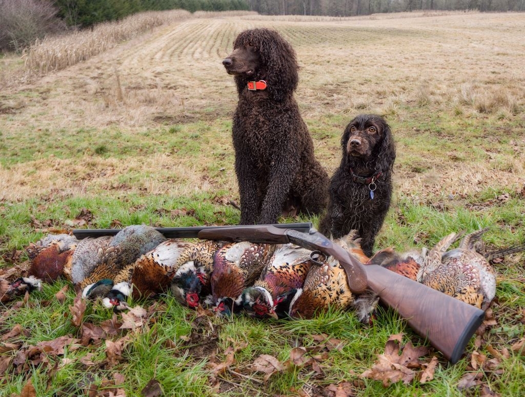 Irish Water Spaniel (Cobrador) y Boykin Spaniel