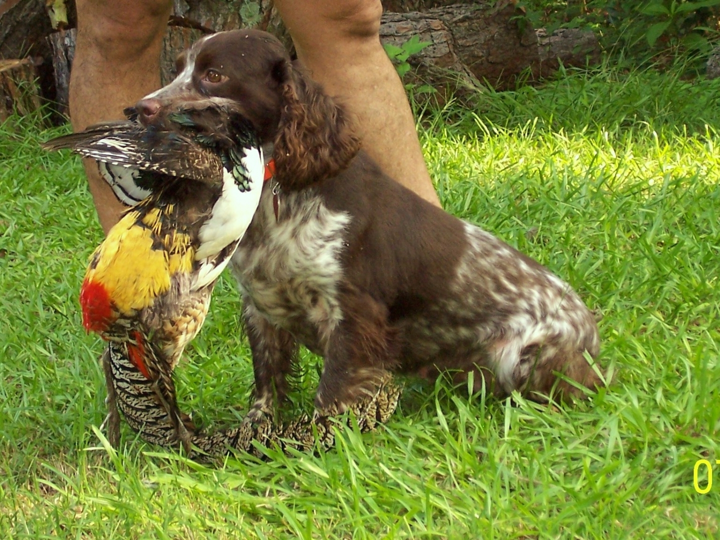 Cocker Spaniel