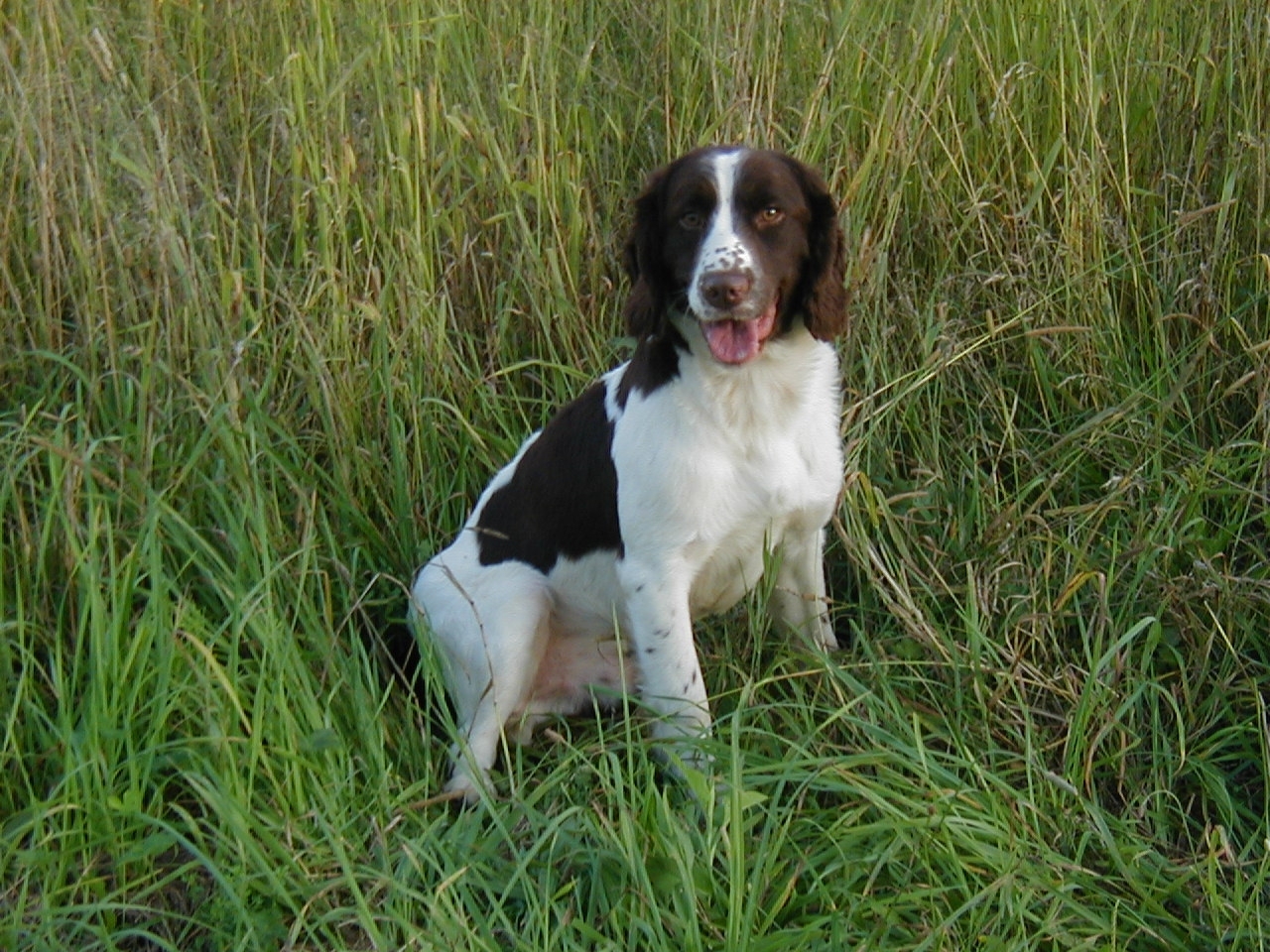Springer Spaniel