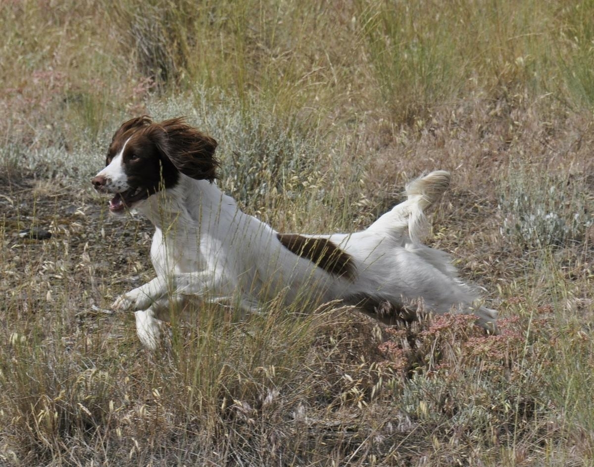 Springer Spaniel