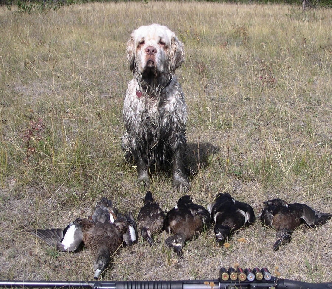 Clumber Spaniel