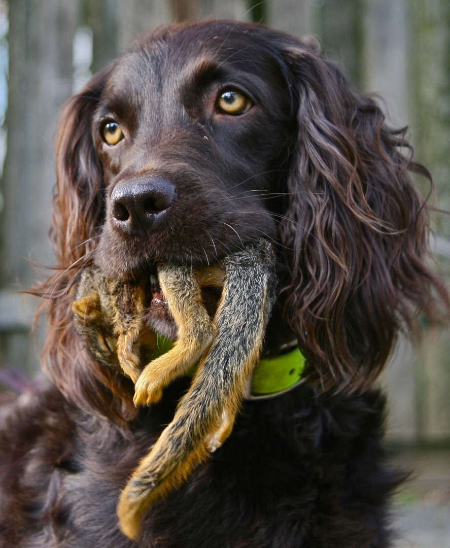 Boykin Spaniel