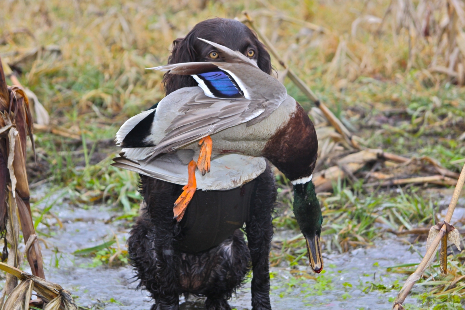 Boykin Spaniel