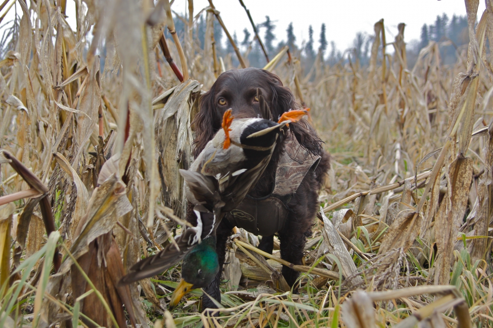 Boykin Spaniel
