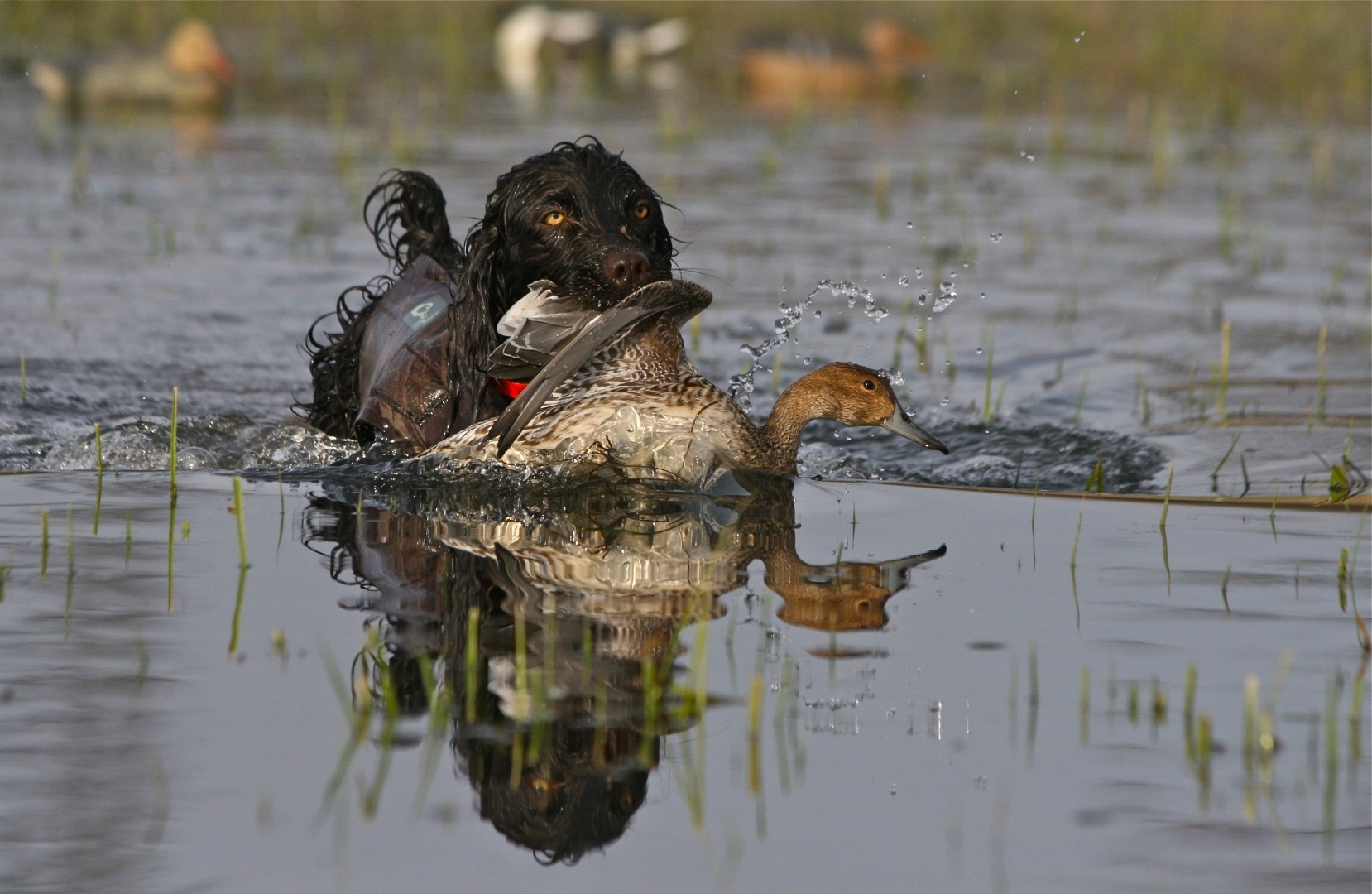 Cocker Spaniel