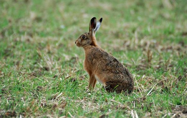Brown-hare