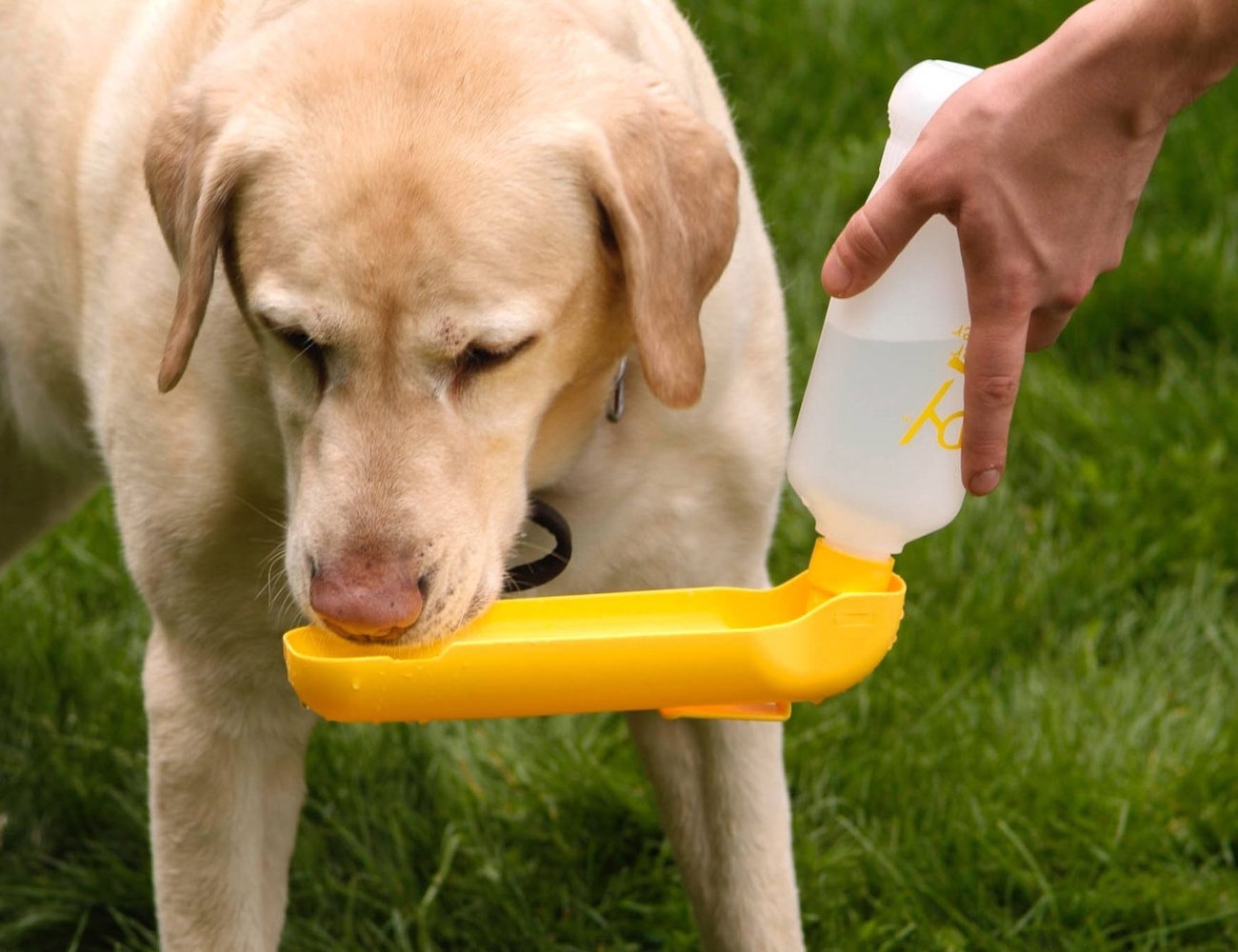Gulpy-----The-Pet-Water-Dispenser-01