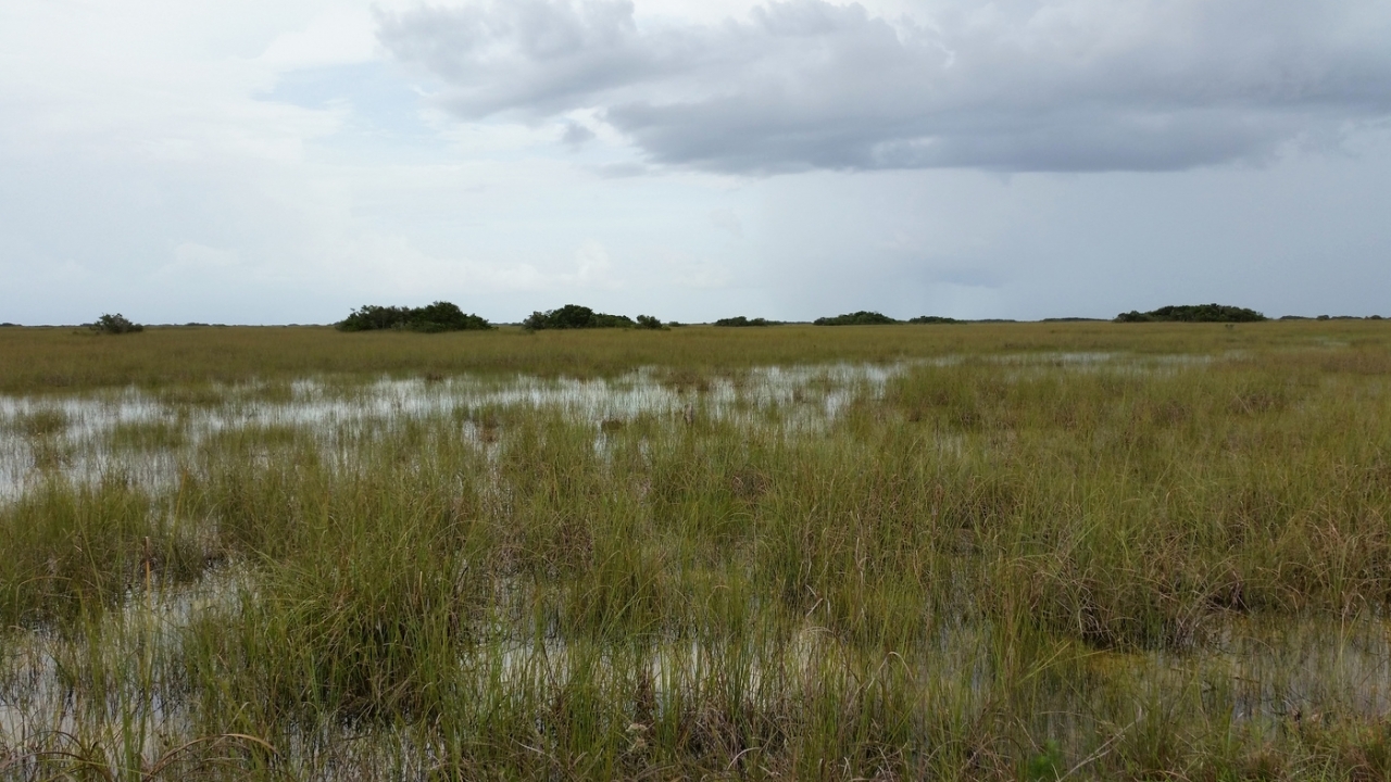 everglades1