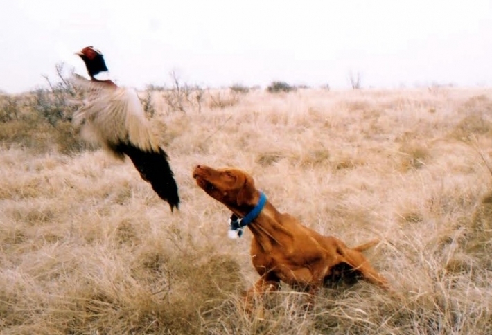 65879_1410133737_kek-medium