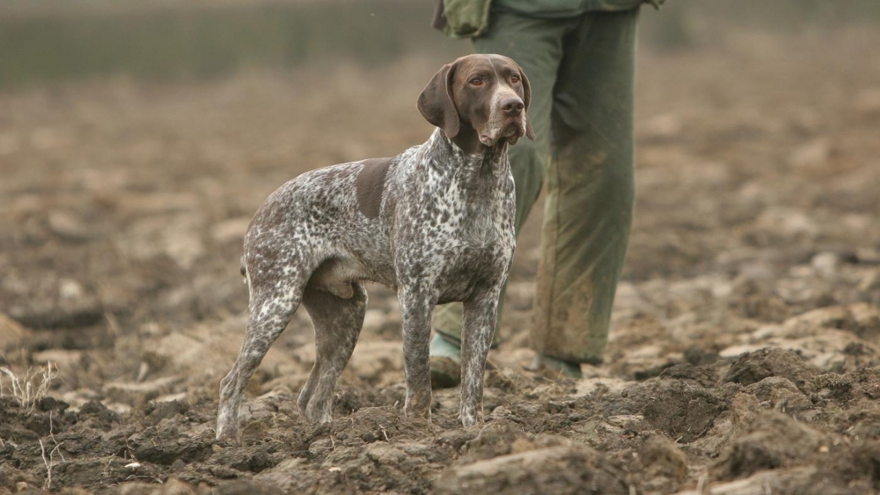 Amazing-Bird-Dog-Breeds