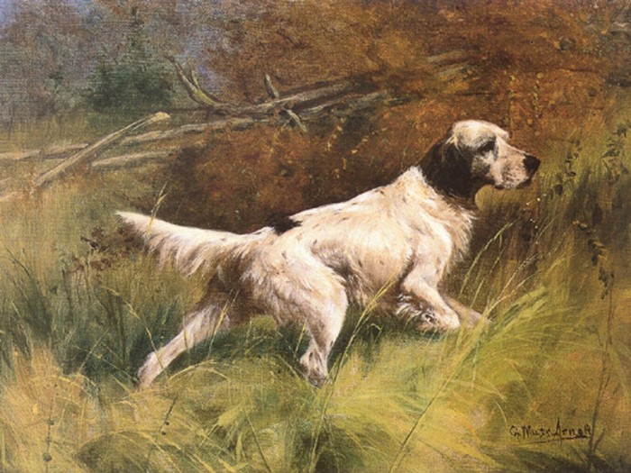 english setter on point