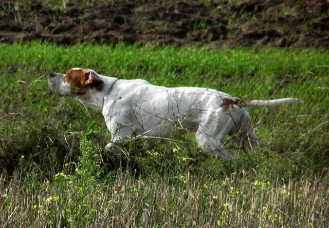 La élite de los perros de caza