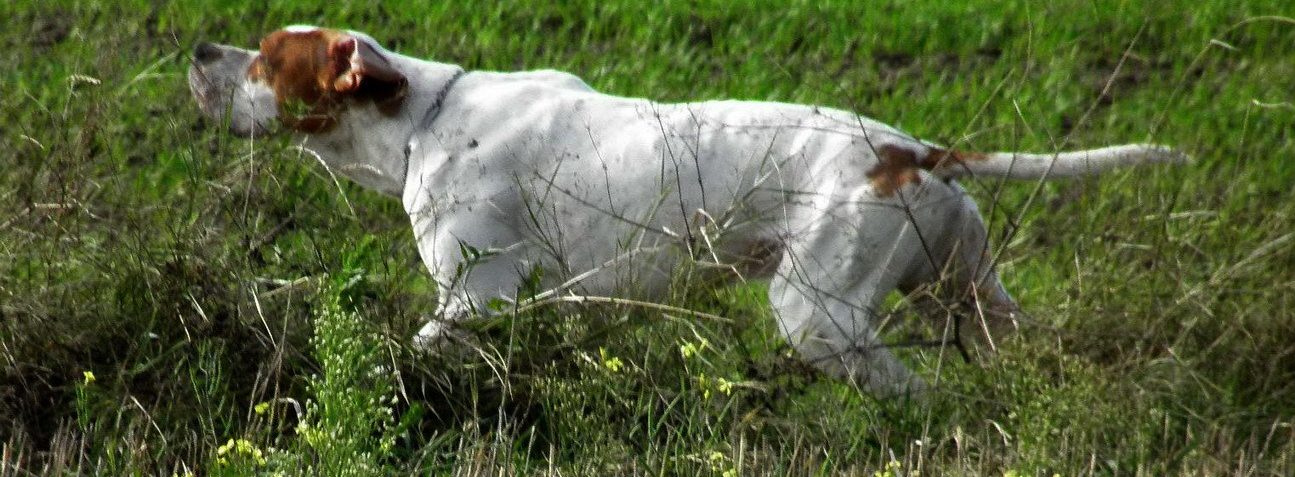 Club del Perro de Muestra